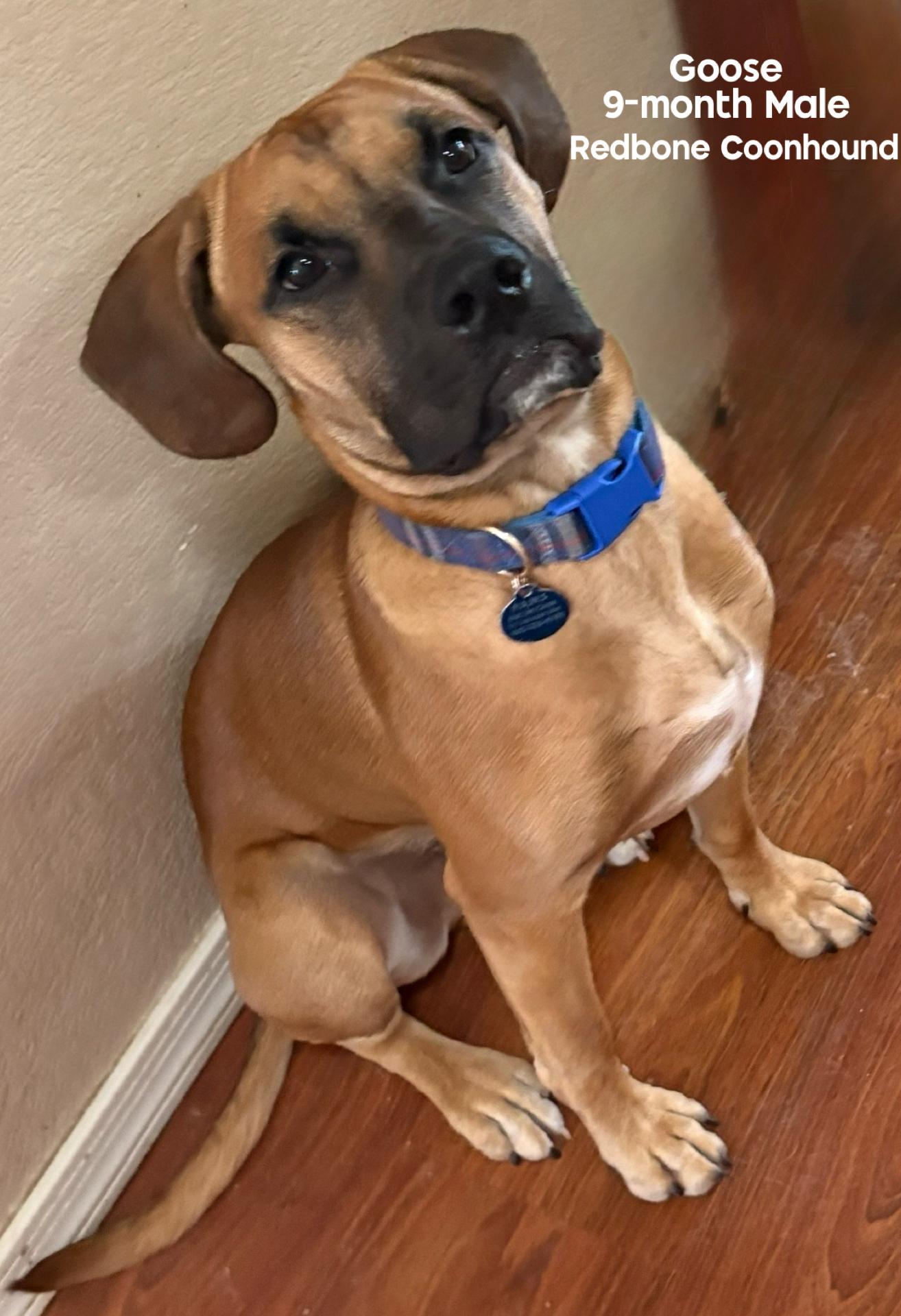 GOOSE - 9 MONTH REDBONE COONHOUND MALE - PETCO, 5011 E. RAY ROAD, PHX 85044 ON SATURDAY, JUNE 13th,, ADOPTABLE, Young Male Redbone Coonhound.