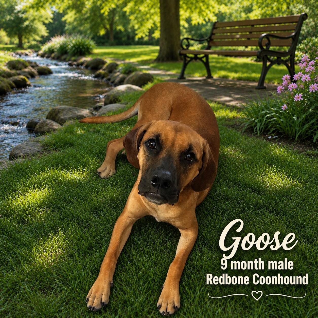 GOOSE - 9 MONTH REDBONE COONHOUND MALE, ADOPTABLE, Young Male Redbone Coonhound.