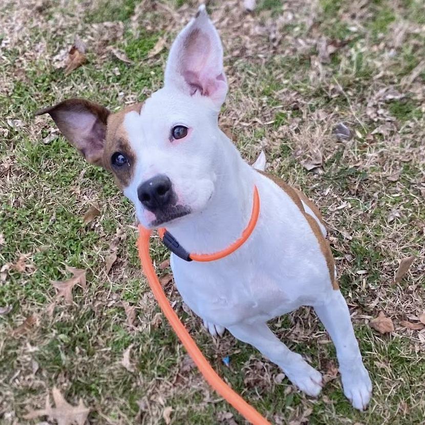 Storm, Adoptable, Young Female Mixed Breed.