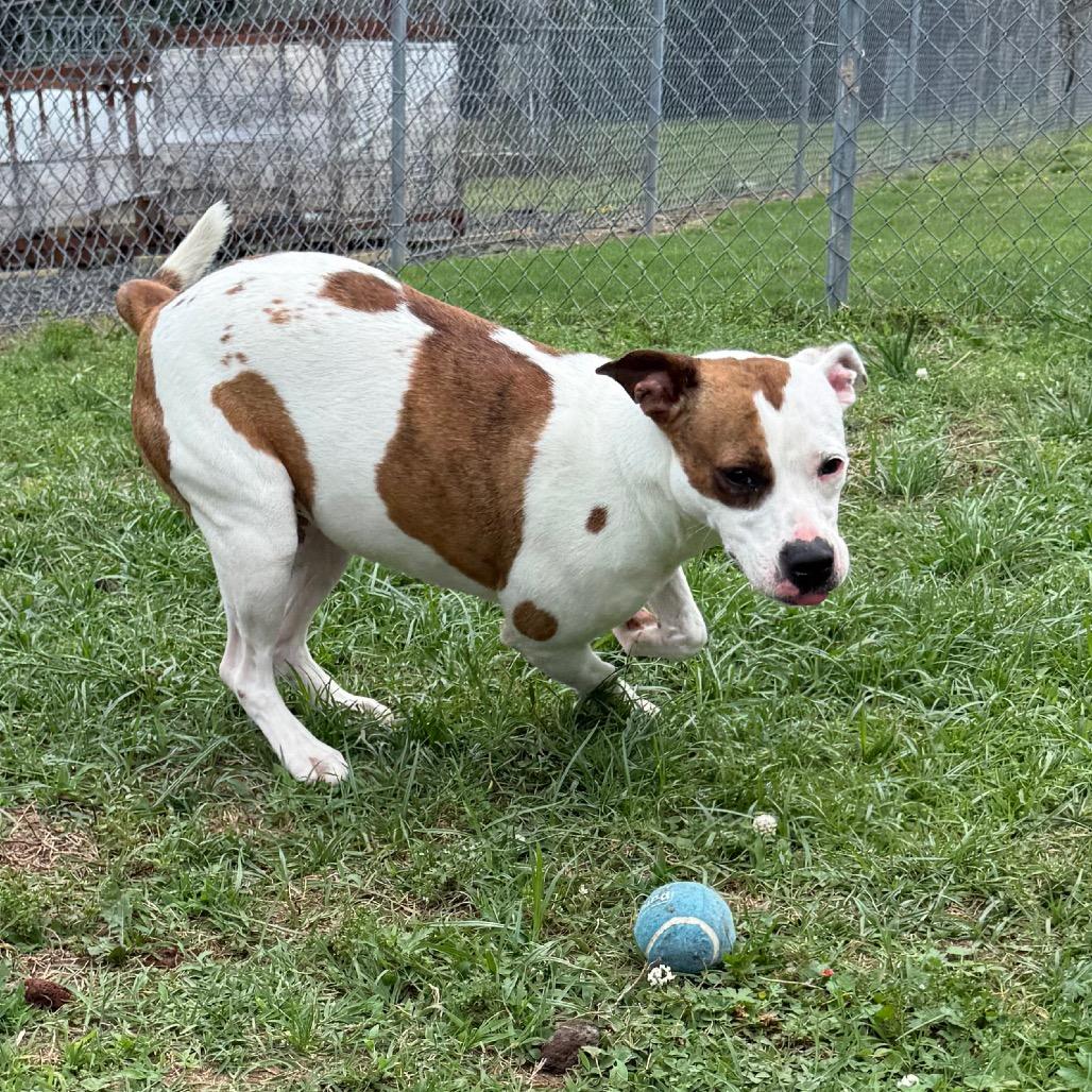 Storm, a Adoptable mixed breed in Jacksonville, AR image 2/6