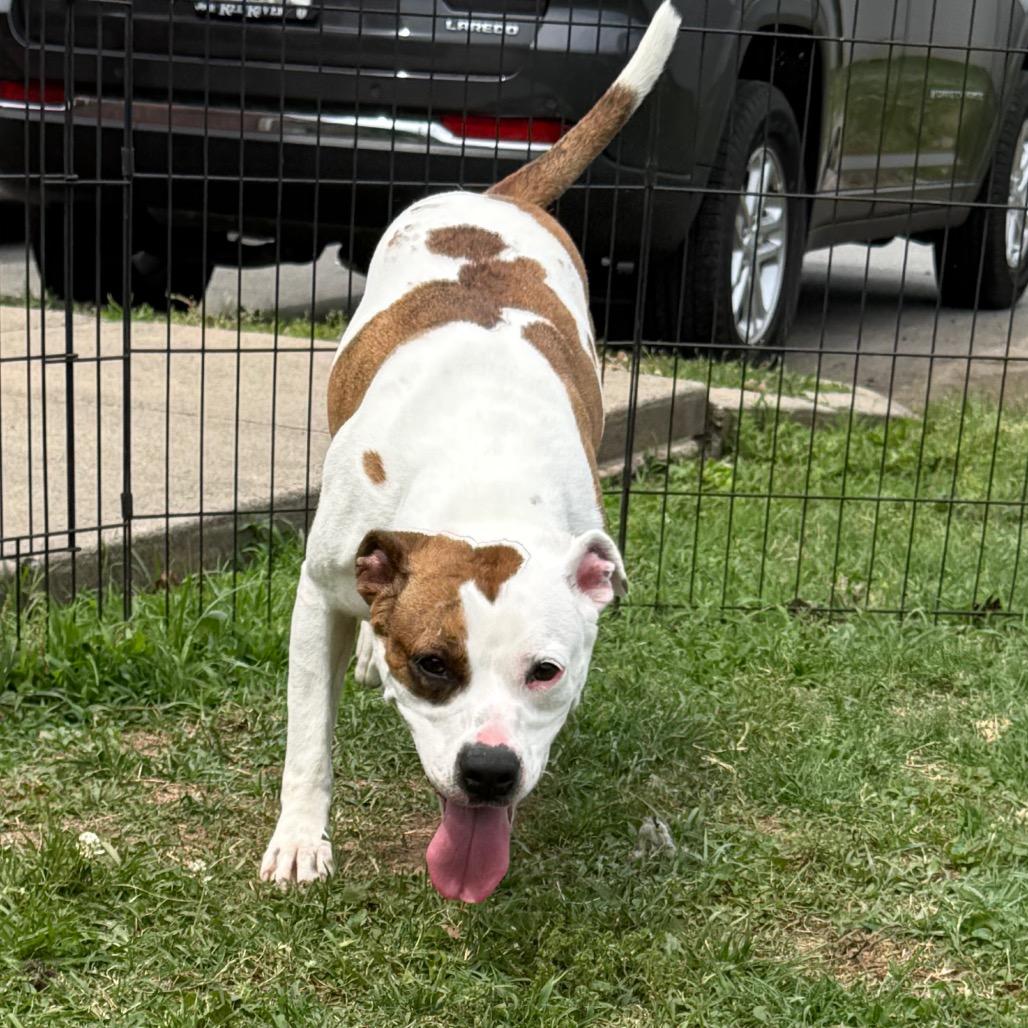 Storm, a Adoptable mixed breed in Jacksonville, AR image 3/6