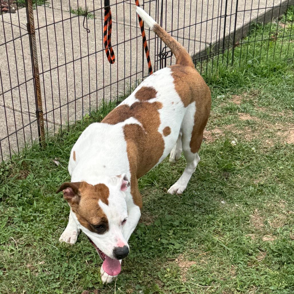 Storm, a Adoptable mixed breed in Jacksonville, AR image 4/6