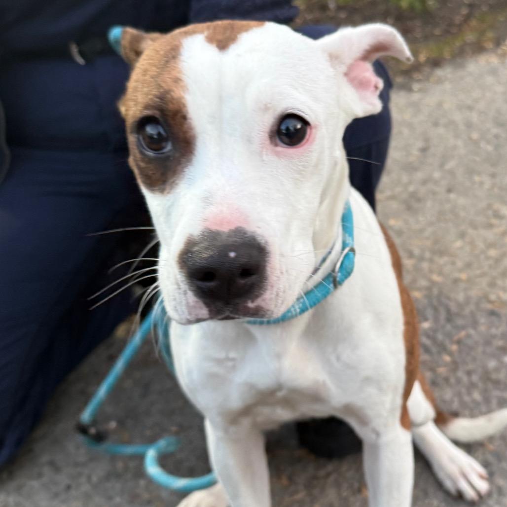 Enlarge Storm, a Adoptable Mixed Breed in Jacksonville, AR image 2/3