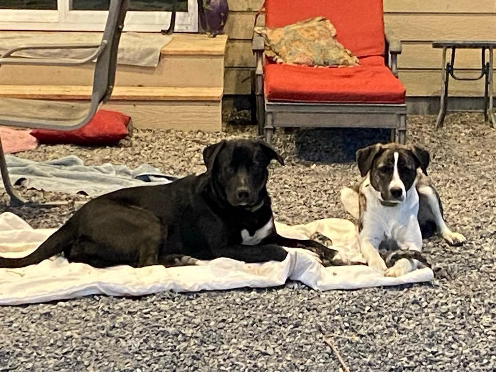 Suzy and Tango, two-year-old bonded brother sister pair, Adult Male Labrador Retriever
