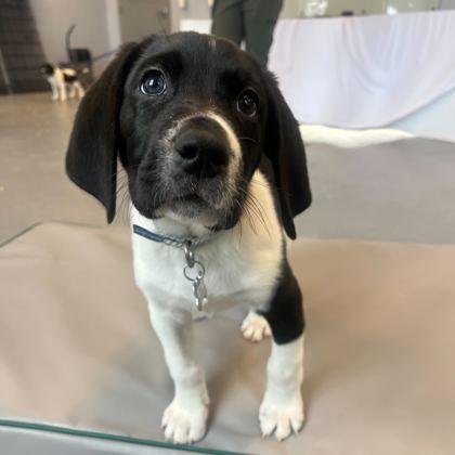 Havarti, Adoptable, Young Female Mixed Breed & Mixed Breed.