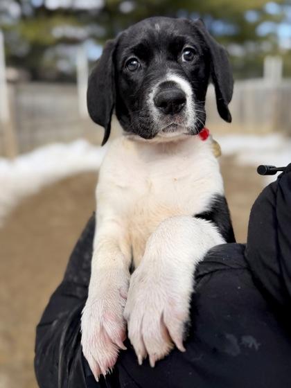 Enlarge Havarti, a Adoptable mixed breed in Columbus, OH image 2/2