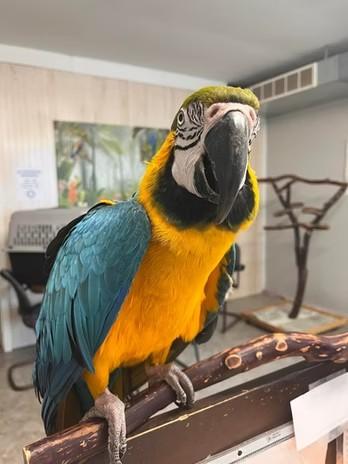 Marco, Adoptable, Adult Male Macaw.