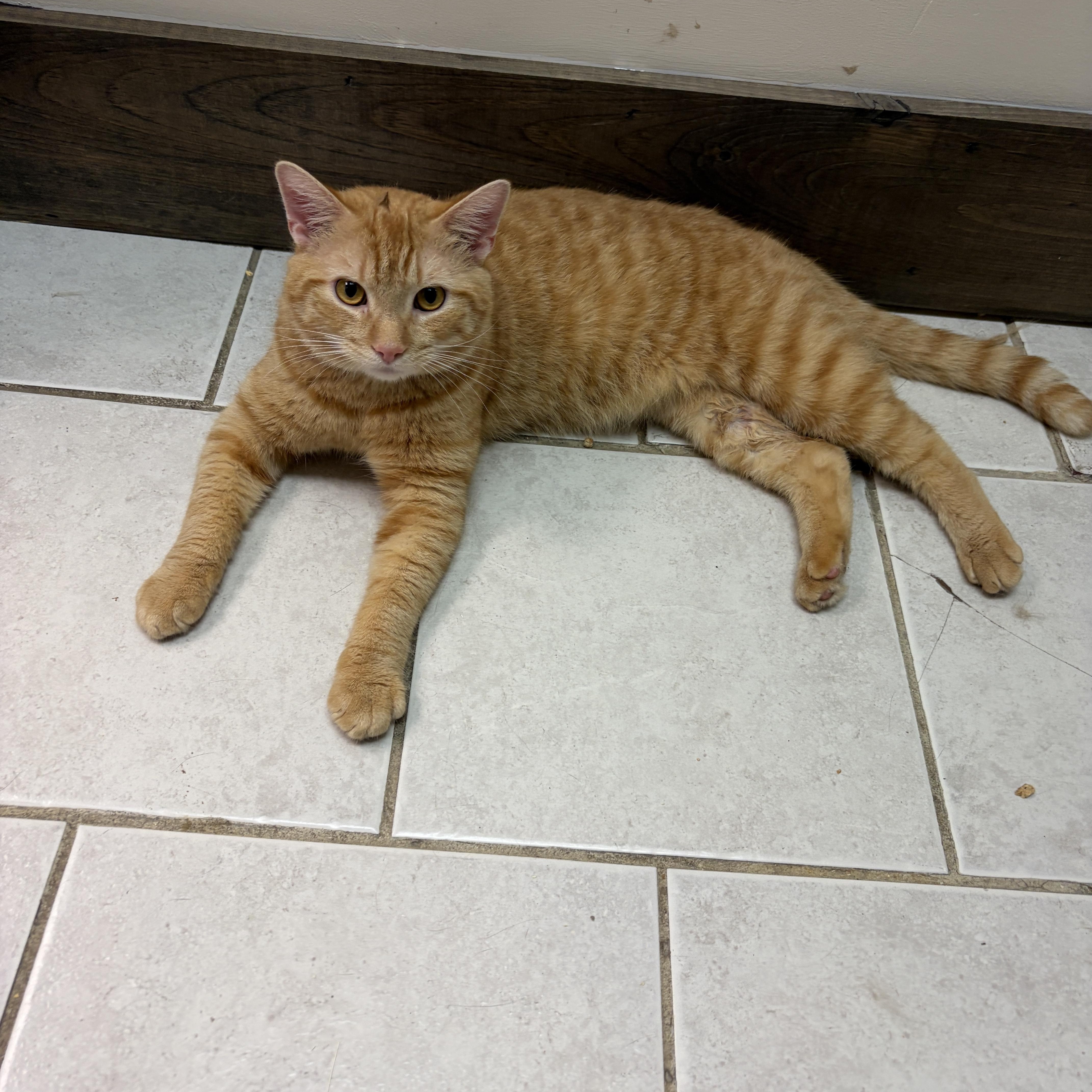 Isaac, adopted, Kitten Male Tabby.
