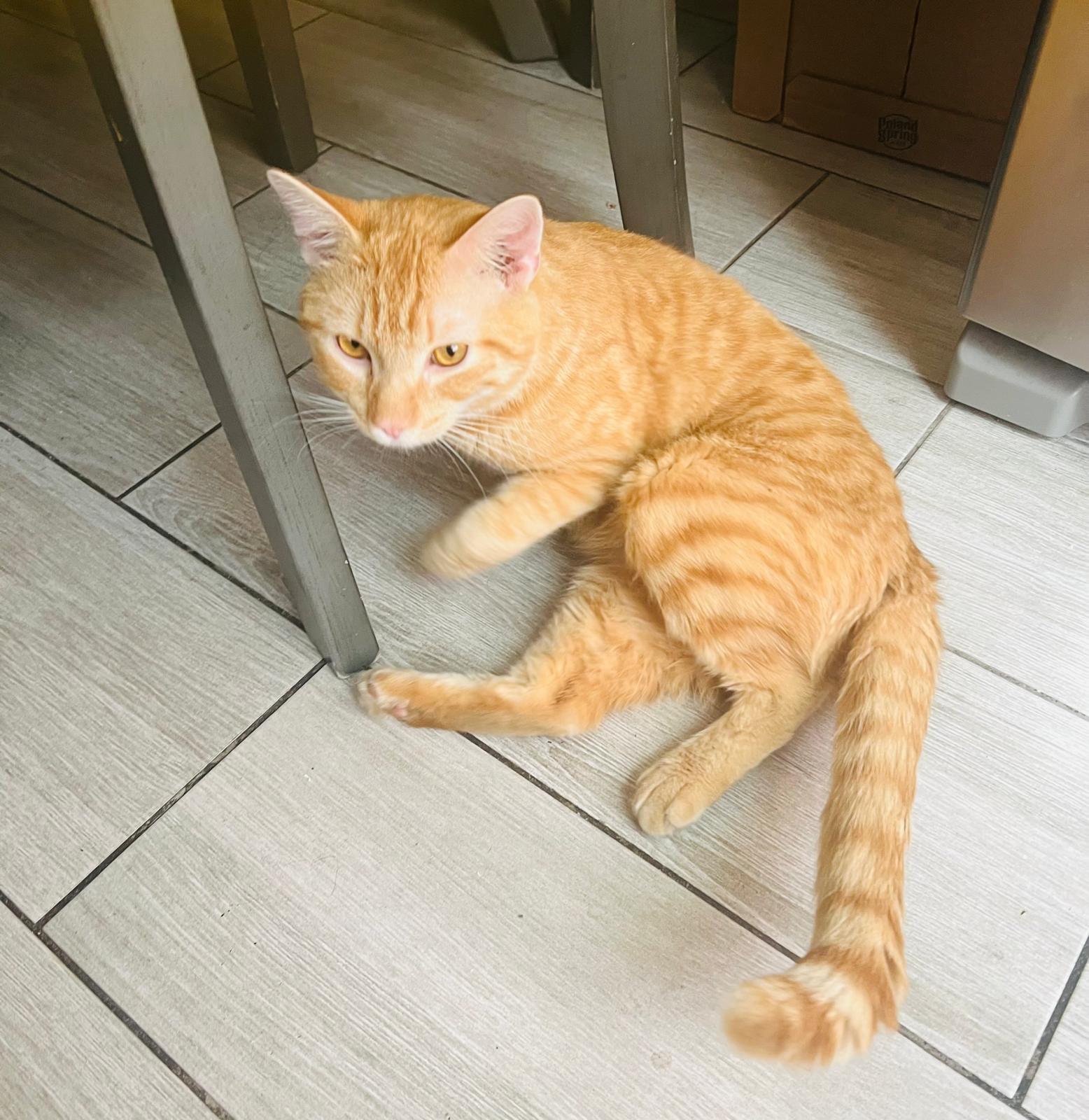 Isaac, an adopted Tabby in Medford, MA image 2/2