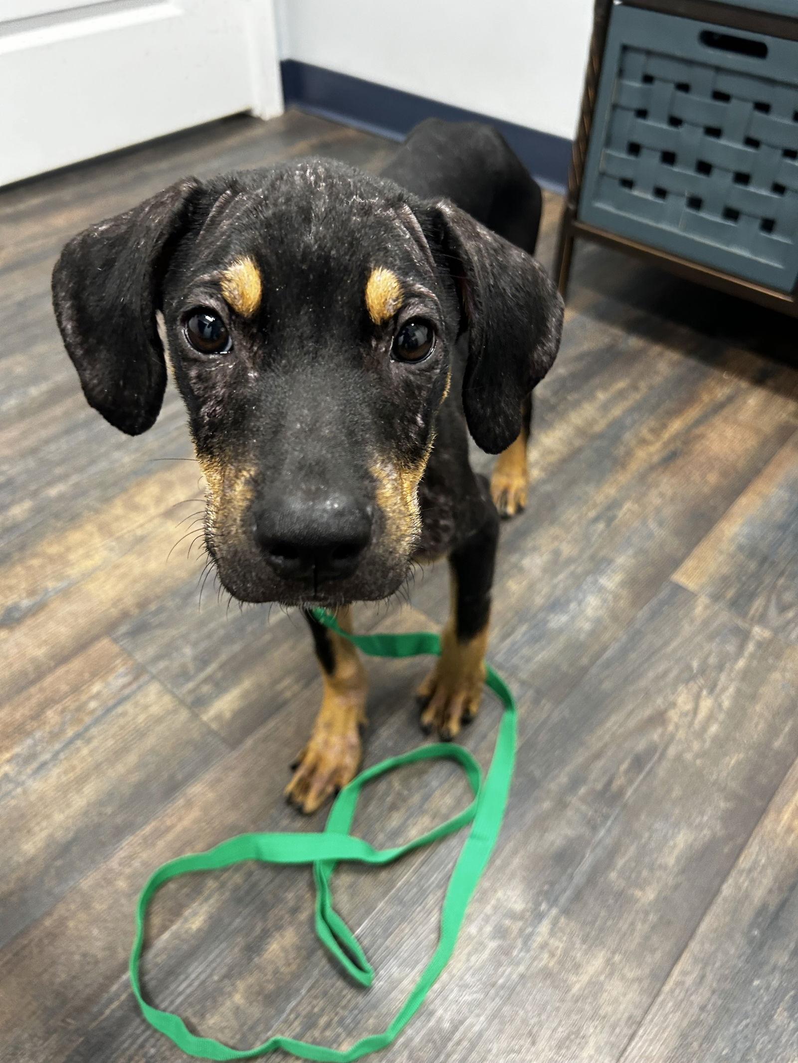 Jack Skellington, Adoptable, Young Male Hound.