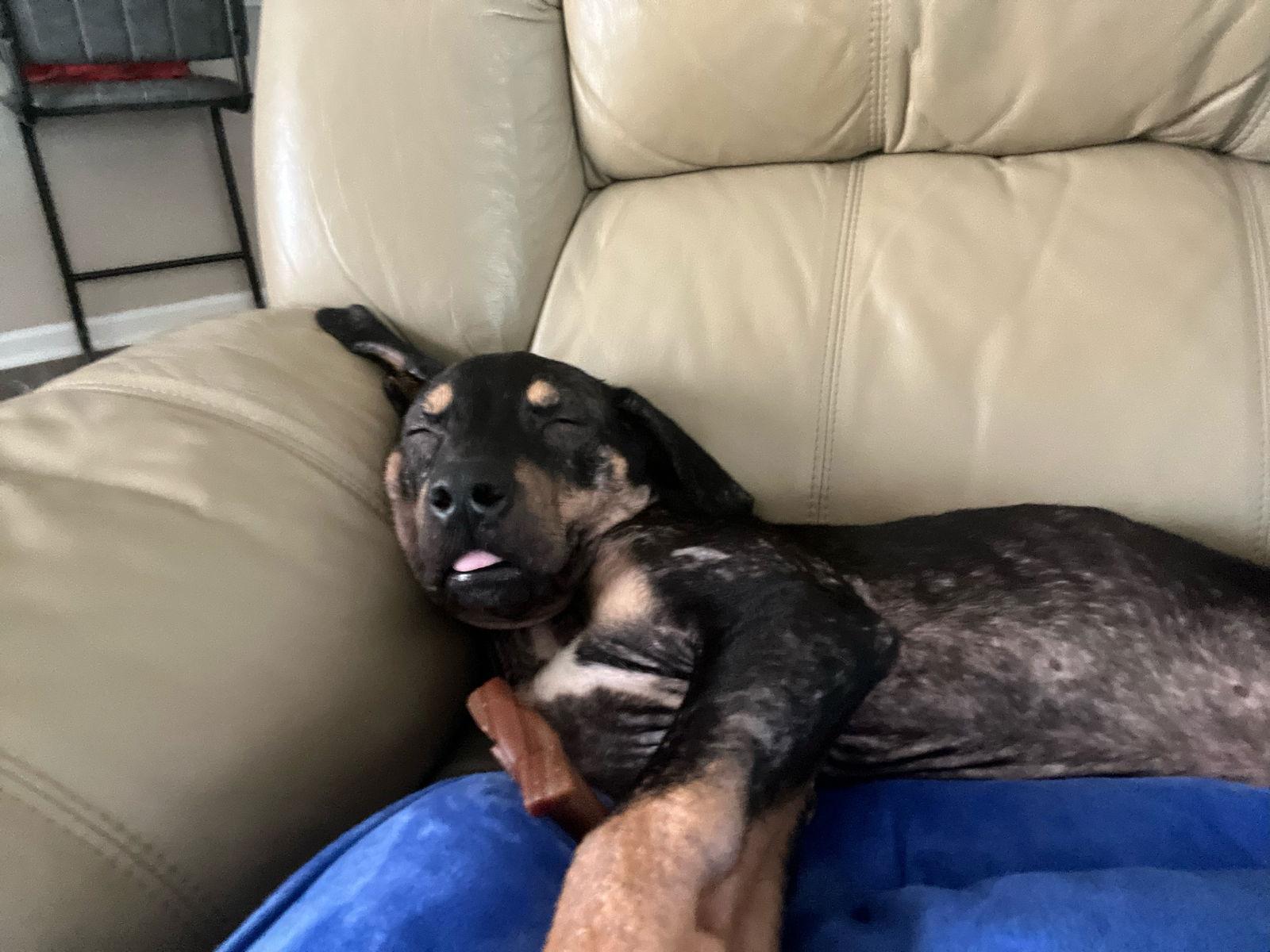 Enlarge Jack Skellington, a Adoptable mixed breed in Saint Augustine, FL image 2/3