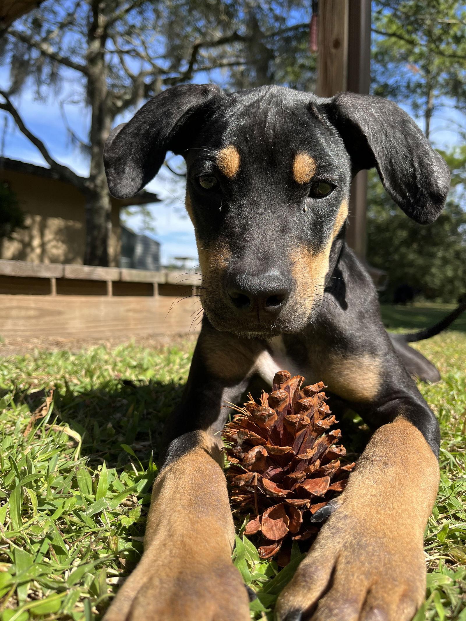 Enlarge Jack Skellington, a Adoptable mixed breed in Saint Augustine, FL image 3/3