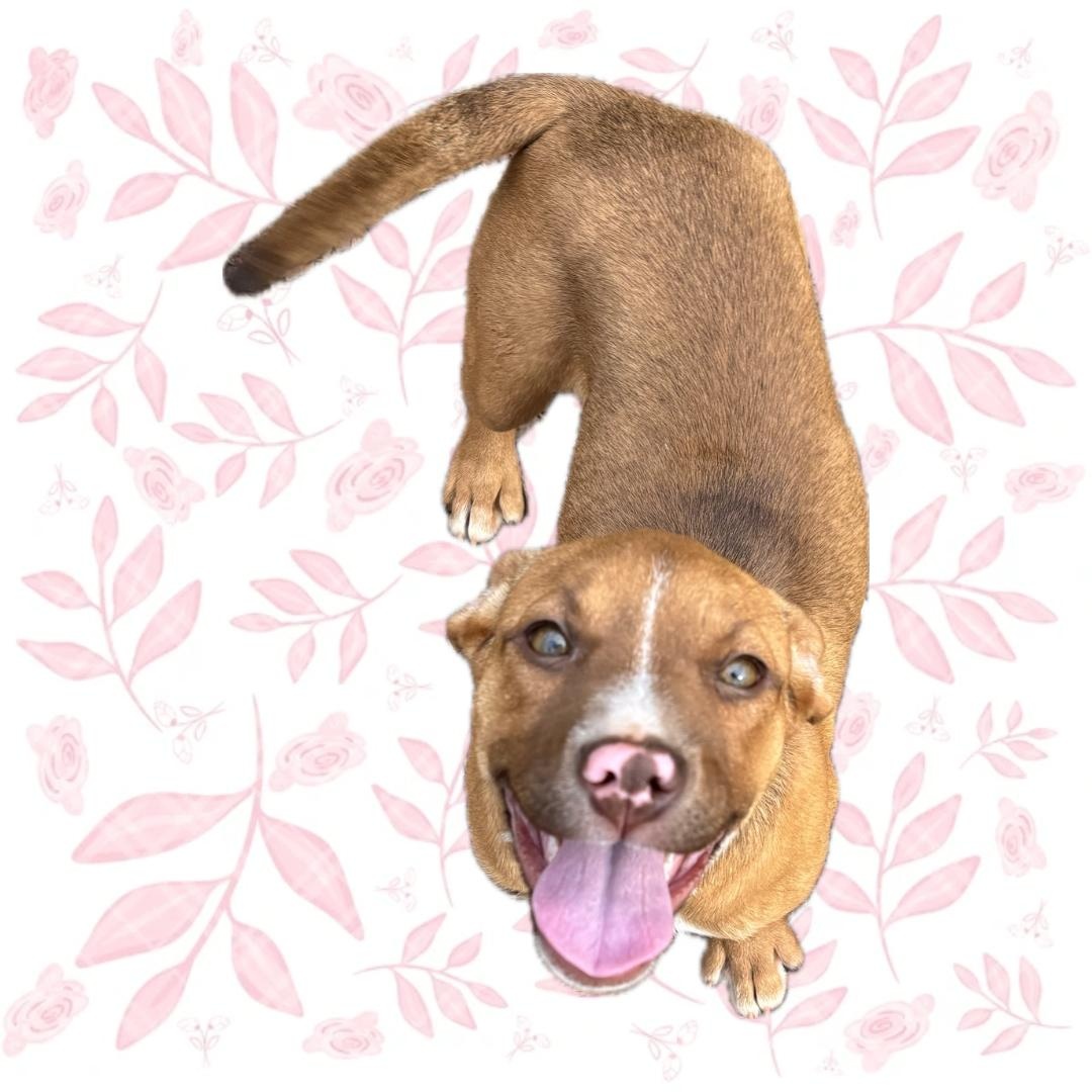 Delaney, a ADOPTABLE mixed breed in Cedar Mountain, NC image 4/5