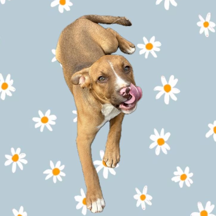 Delaney, a ADOPTABLE mixed breed in Cedar Mountain, NC image 2/5