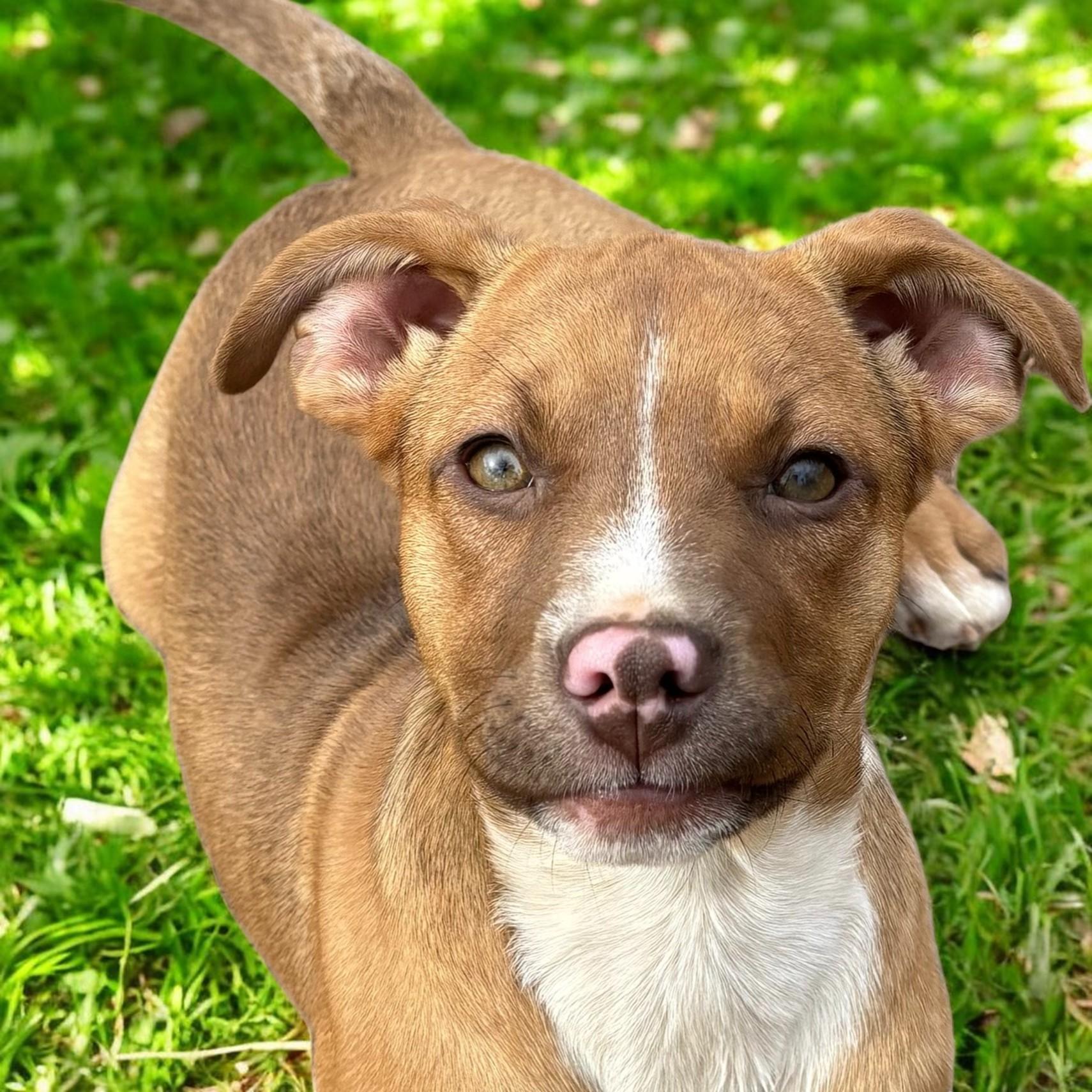 Delaney, a ADOPTABLE mixed breed in Cedar Mountain, NC image 5/5