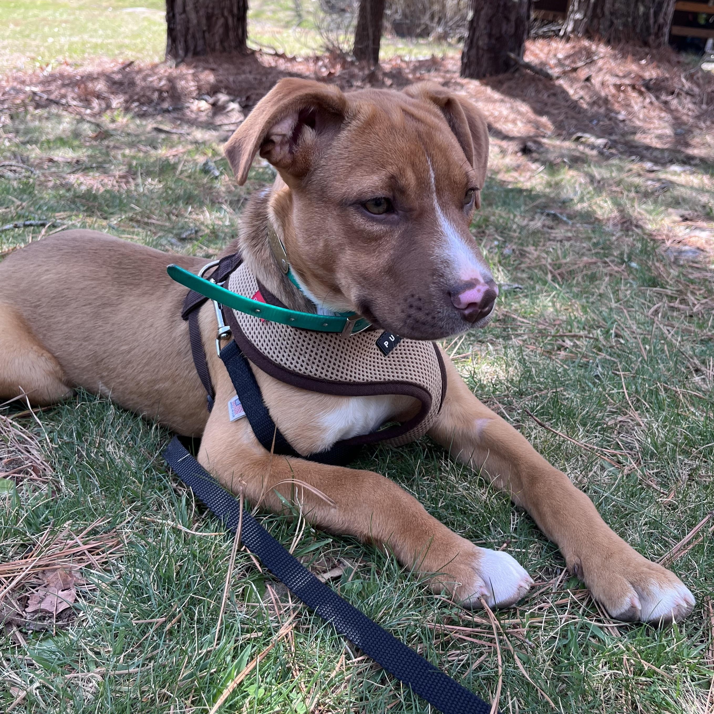 Enlarge Delaney, an adopted mixed breed in Cedar Mountain, NC image 5/6