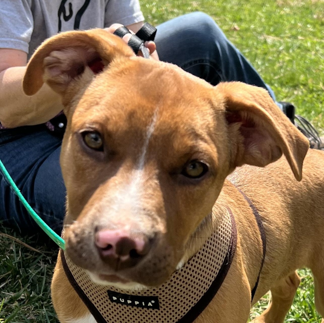 Delaney, ADOPTABLE, Puppy Female Pit Bull Terrier.