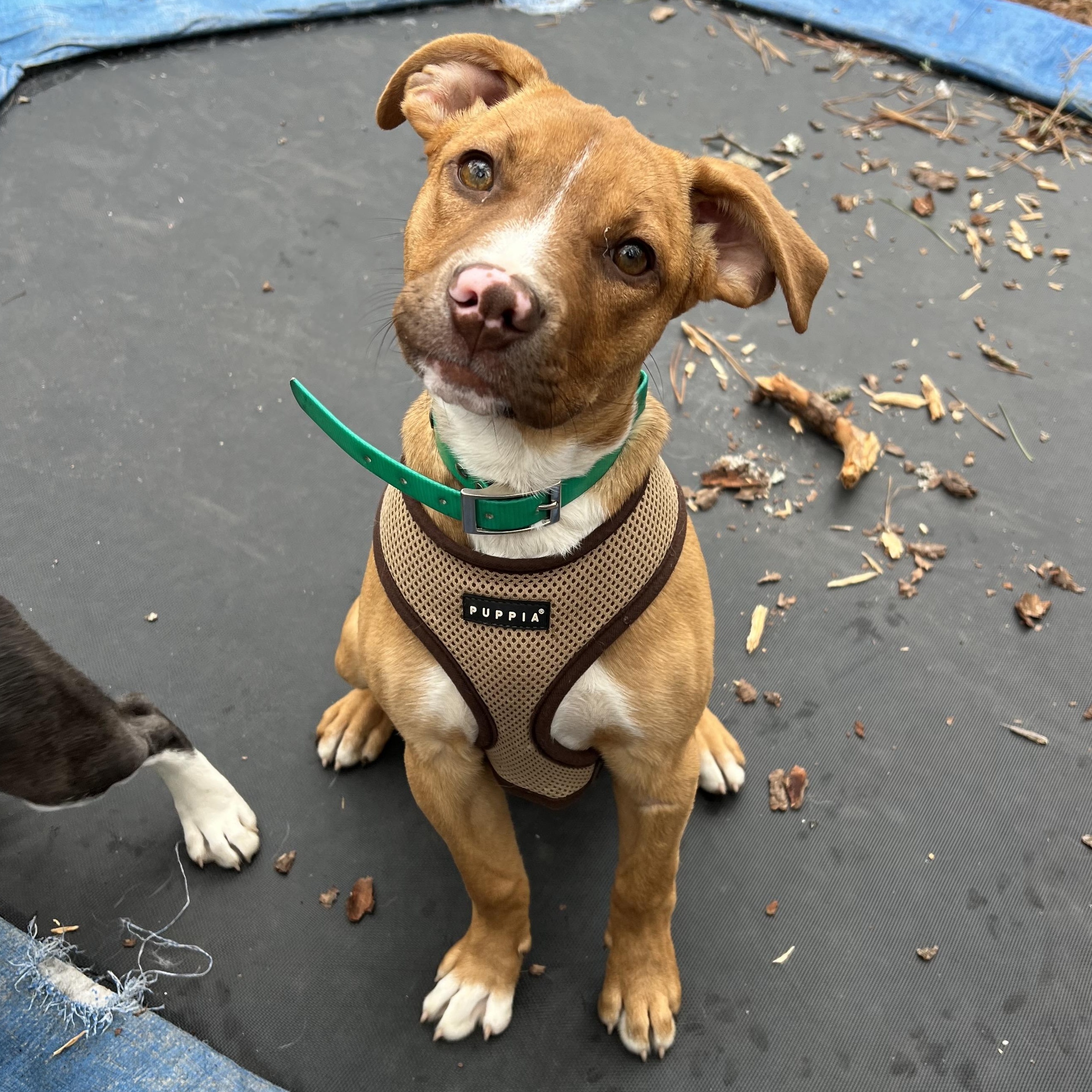Enlarge Delaney, an adopted mixed breed in Cedar Mountain, NC image 4/6