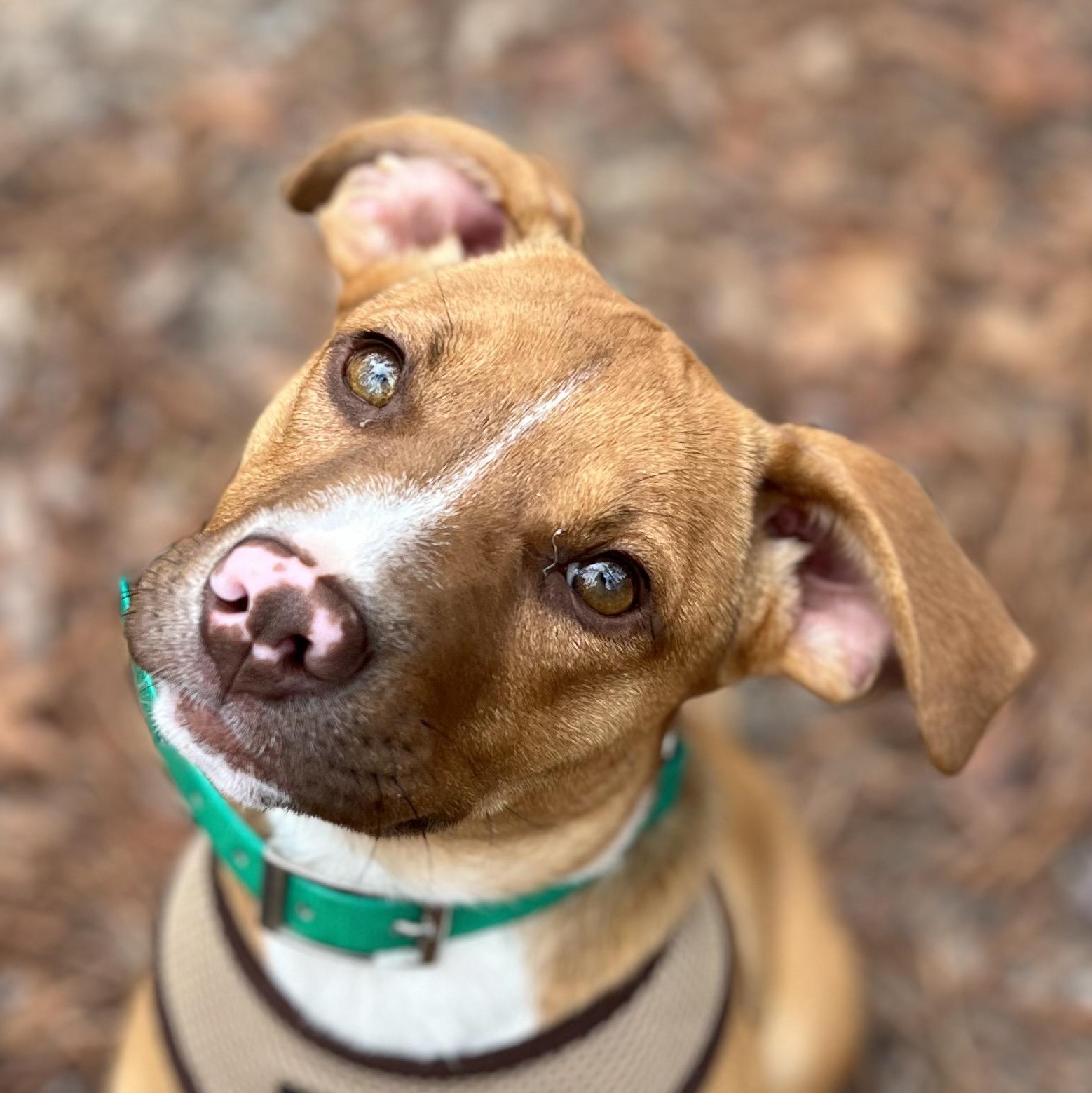 Enlarge Delaney, an adopted mixed breed in Cedar Mountain, NC image 1/6