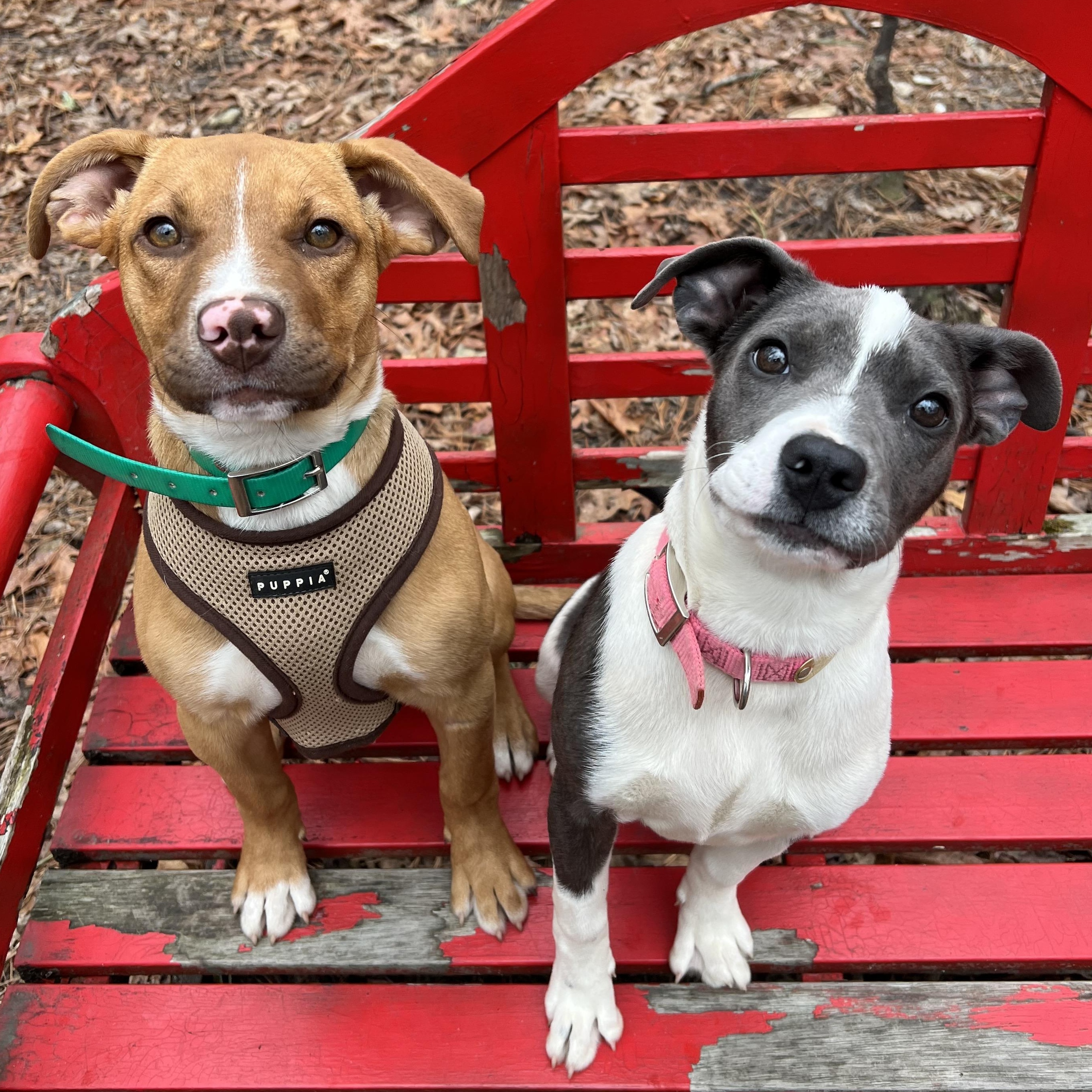 Enlarge Delaney, an adopted mixed breed in Cedar Mountain, NC image 2/6