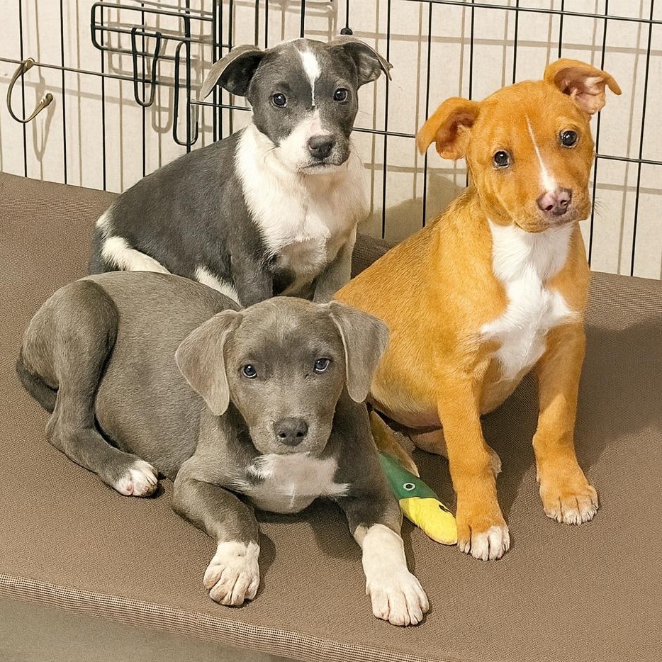 Delaney, a ADOPTABLE mixed breed in Cedar Mountain, NC image 3/5