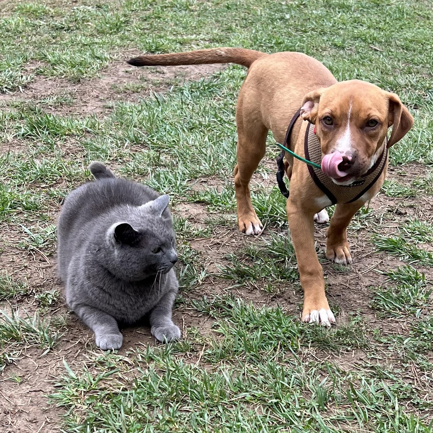 Enlarge Delaney, an adopted mixed breed in Cedar Mountain, NC image 3/6