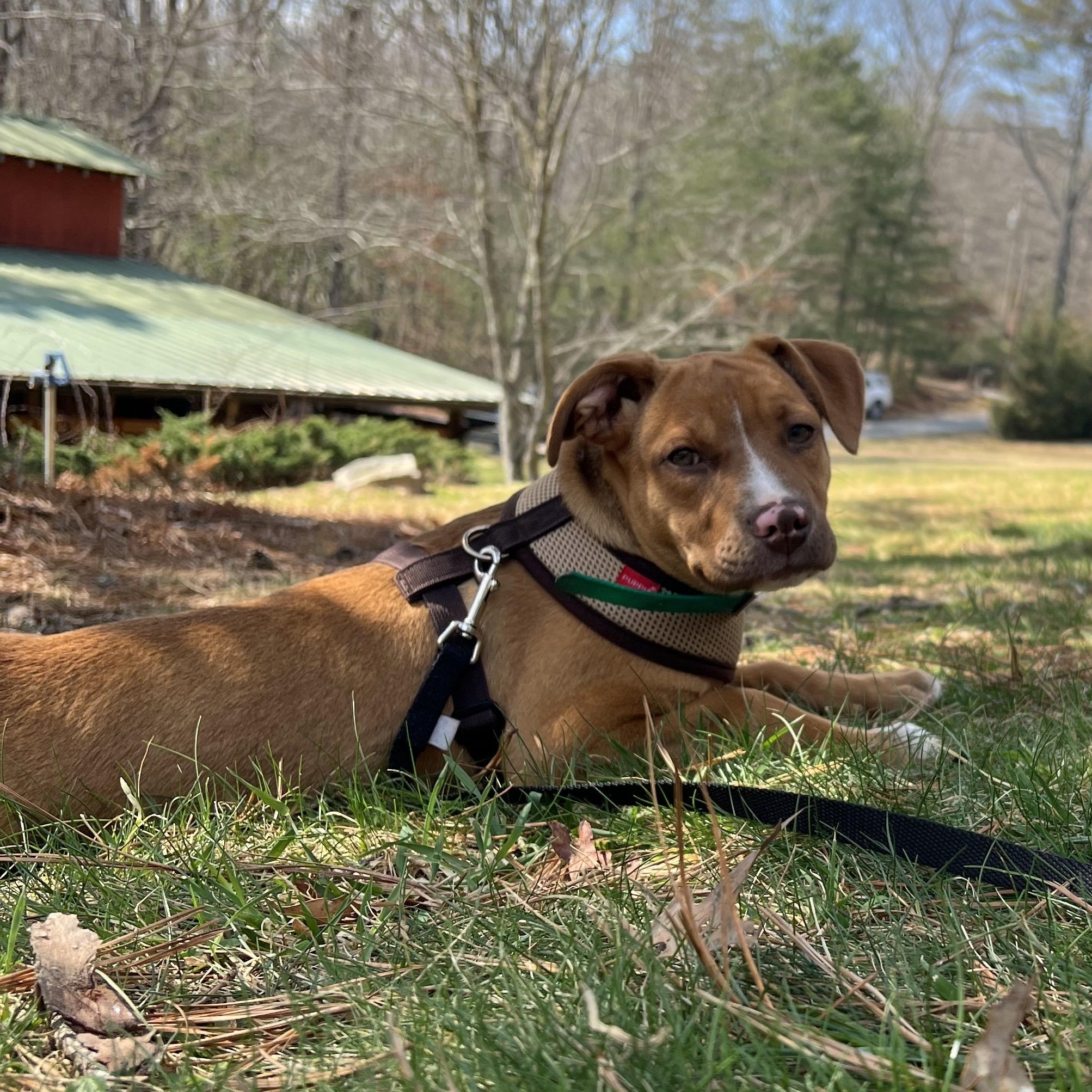Enlarge Delaney, an adopted mixed breed in Cedar Mountain, NC image 6/6