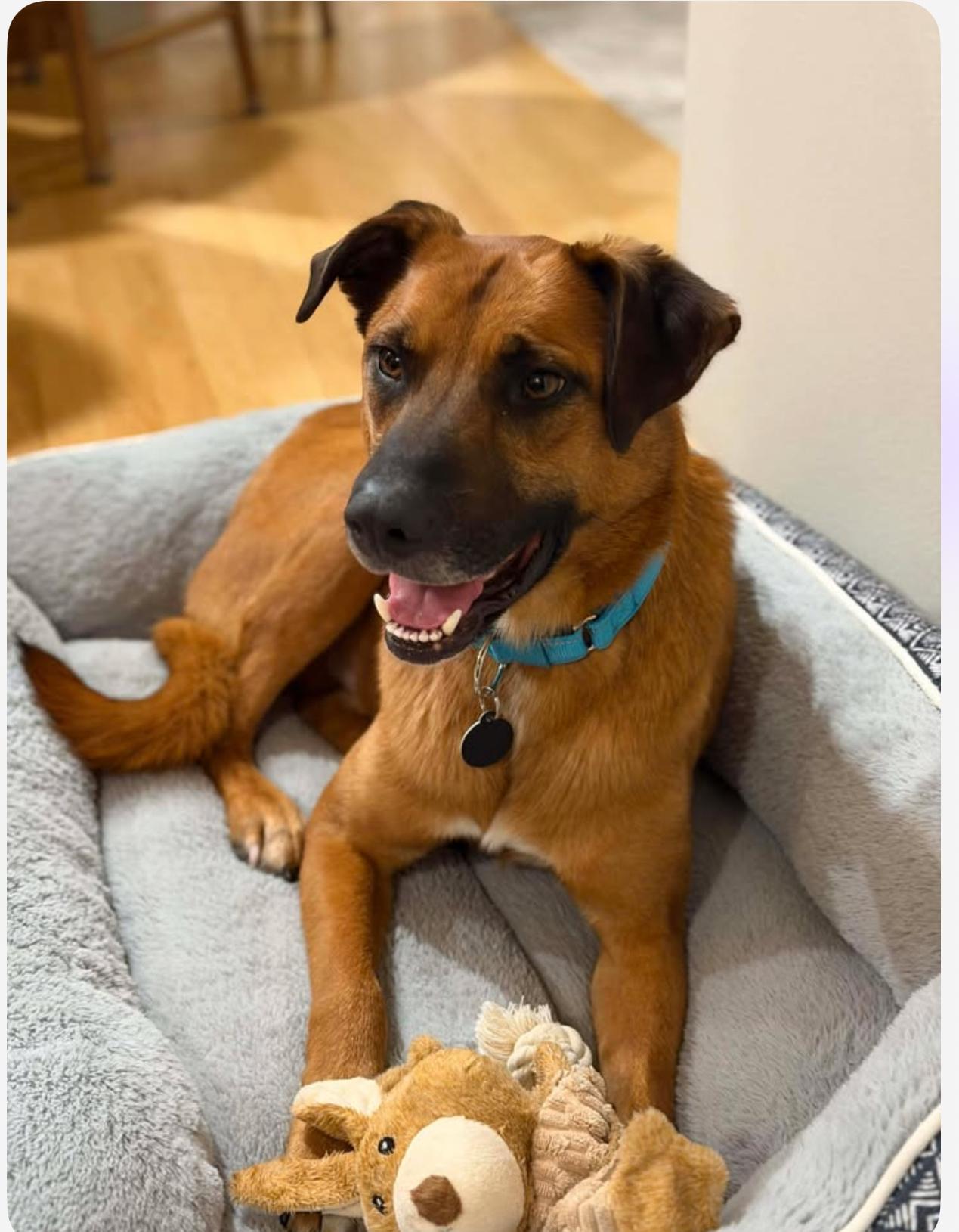 Malone, Adoptable, Adult Male German Shepherd Dog & Shepherd.