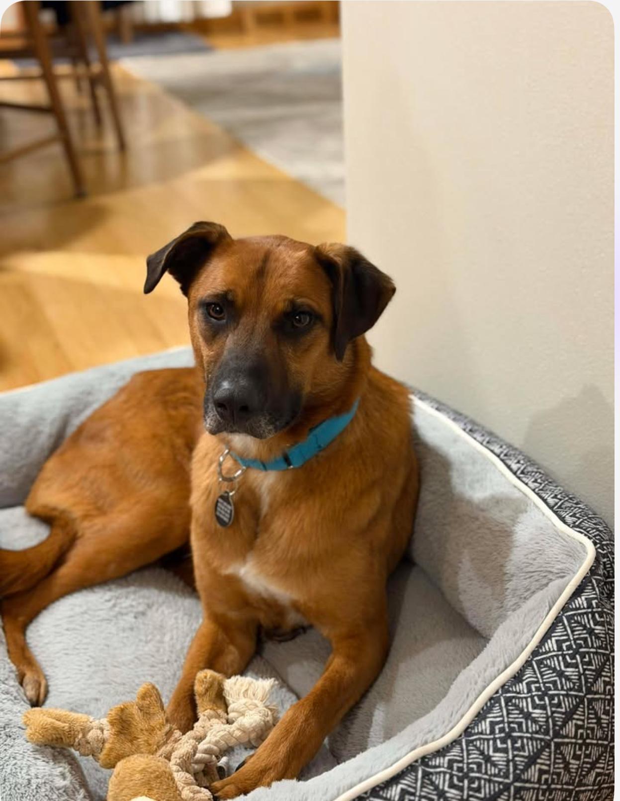 Enlarge Malone, a Adoptable mixed breed in Cedarburg, WI image 5/5