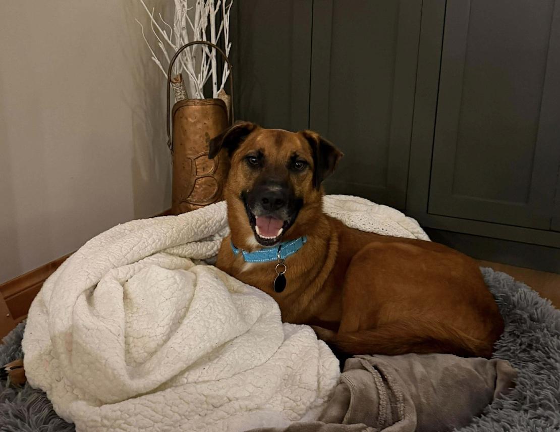 Enlarge Malone, a Adoptable mixed breed in Cedarburg, WI image 4/5