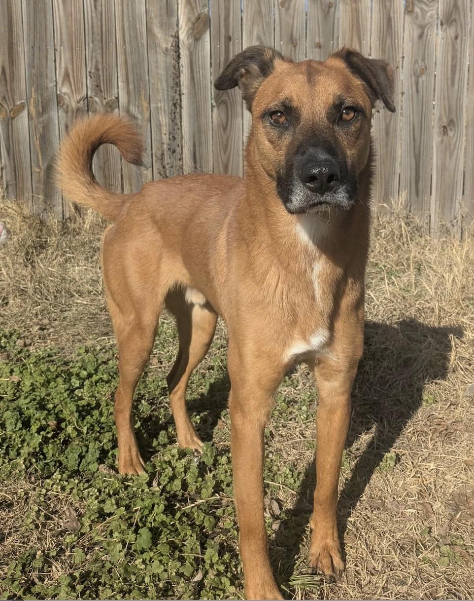 Enlarge Malone, a Adoptable mixed breed in Cedarburg, WI image 2/5