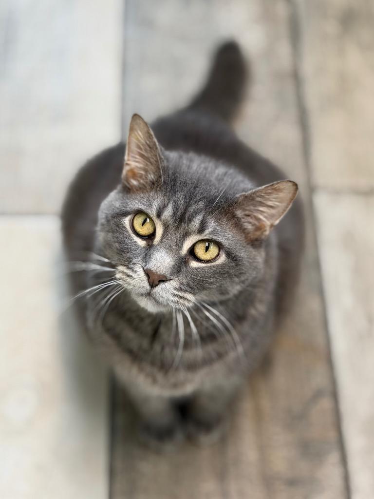 Stella, Adoptable, Adult Female Domestic Medium Hair.
