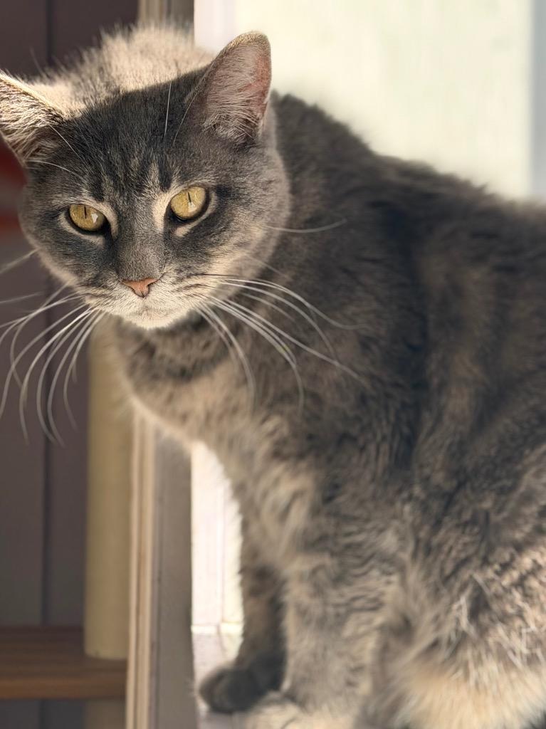 Stella, Adoptable, Adult Female Domestic Medium Hair.
