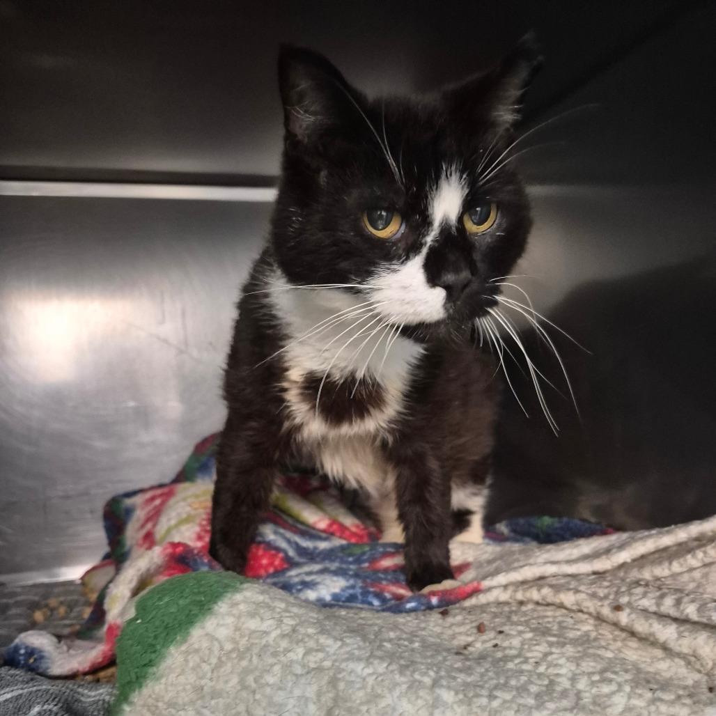Clarence, Adoptable, Senior Male Domestic Short Hair.