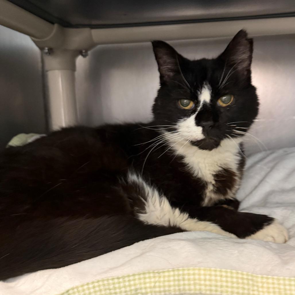 Enlarge Clarence, a Adoptable Domestic Short Hair in Troy, VA image 2/2