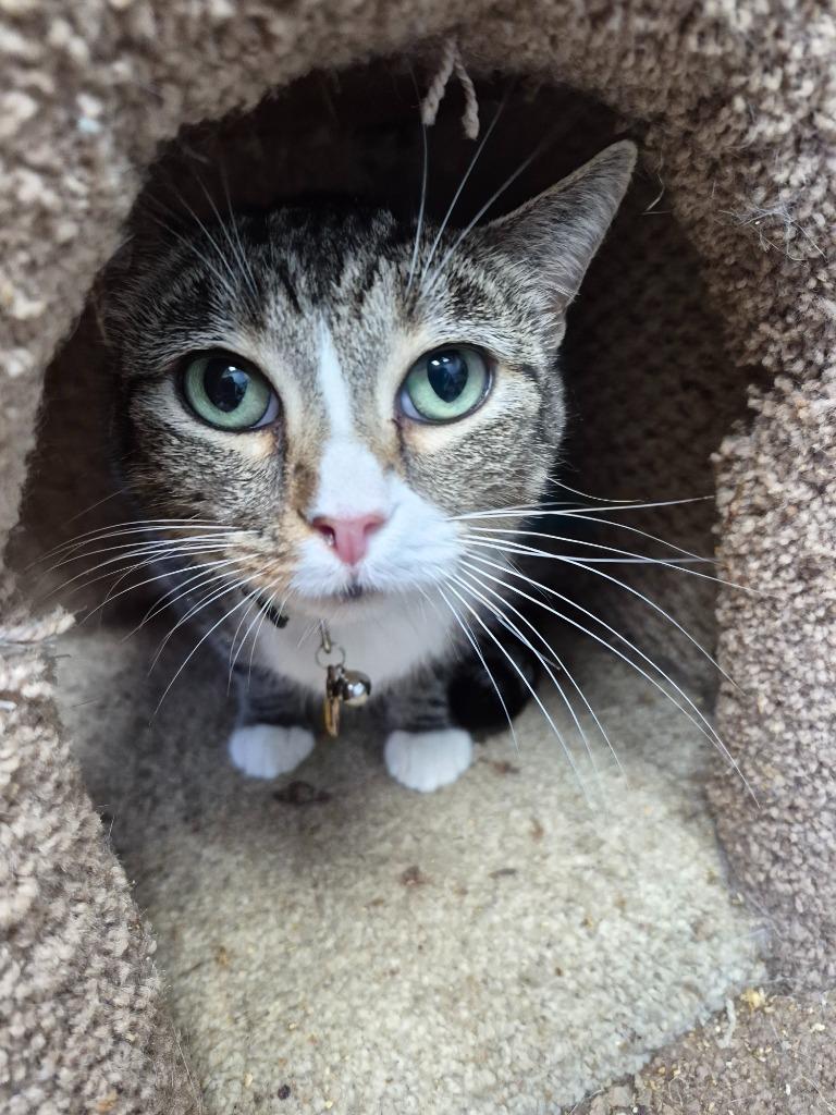 Fiona, Adoptable, Young Female Domestic Short Hair.