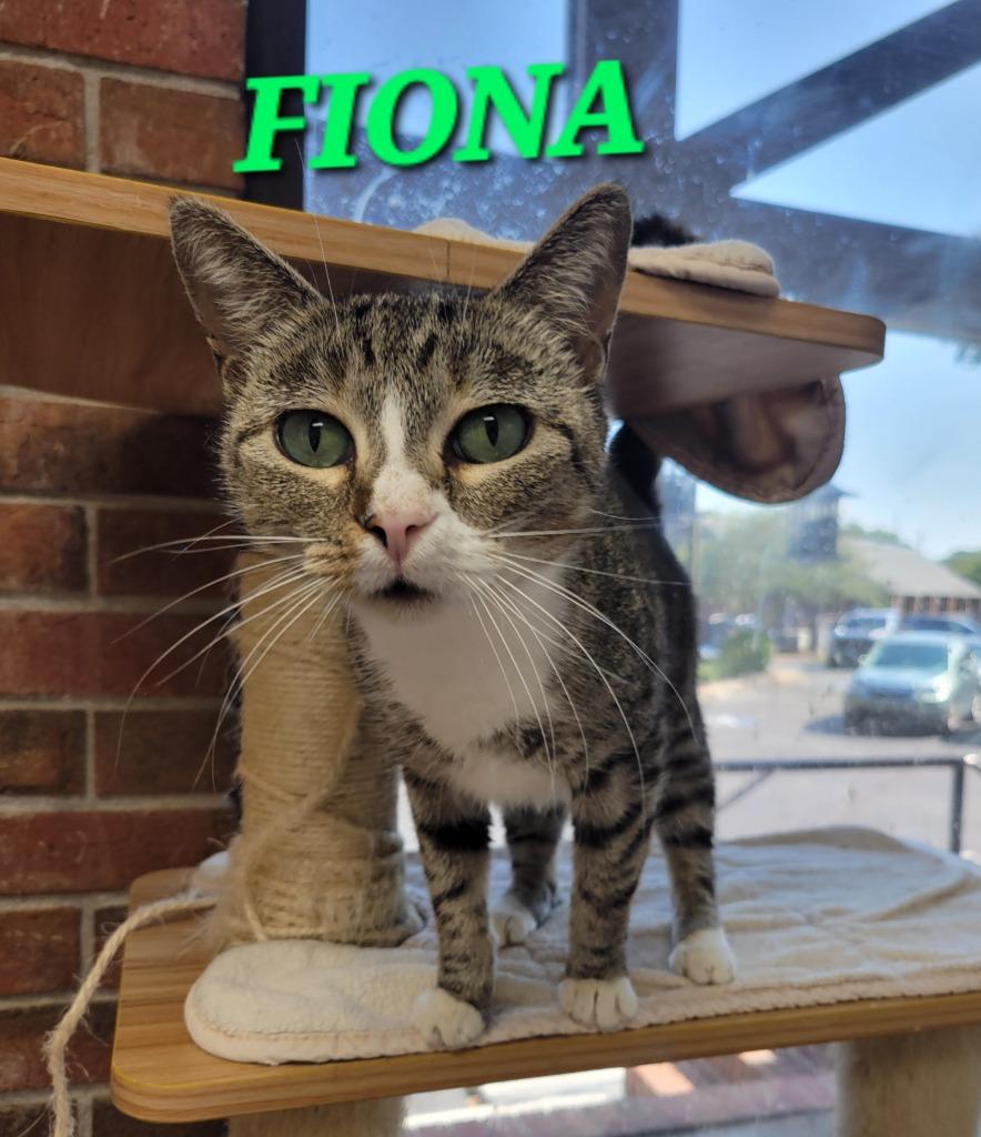 Enlarge Fiona, a Adoptable mixed breed in Rome, GA image 2/3