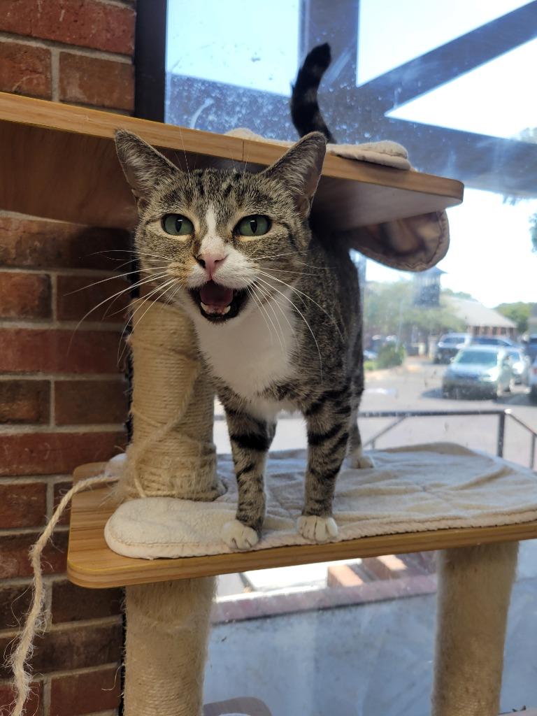 Enlarge Fiona, a Adoptable mixed breed in Rome, GA image 3/3