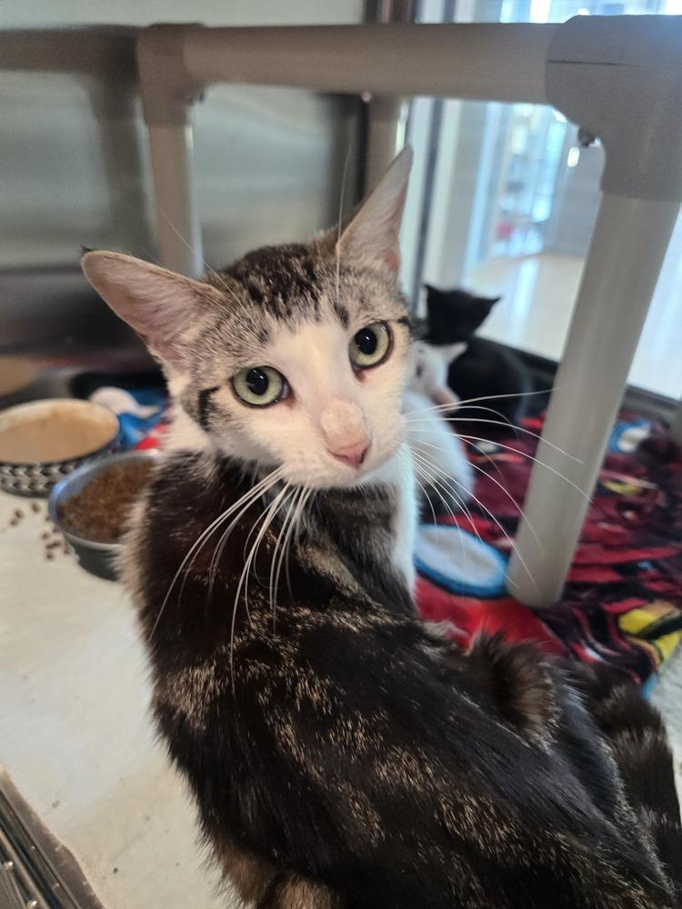 Alexis, Adoptable, Adult Female Domestic Short Hair.