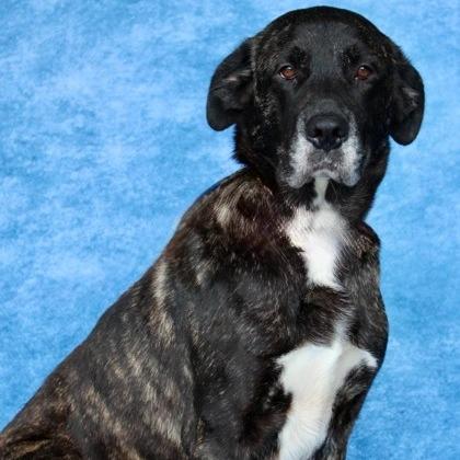 Enlarge Bella, a Adoptable mixed breed in Smithfield, NC image 1/1