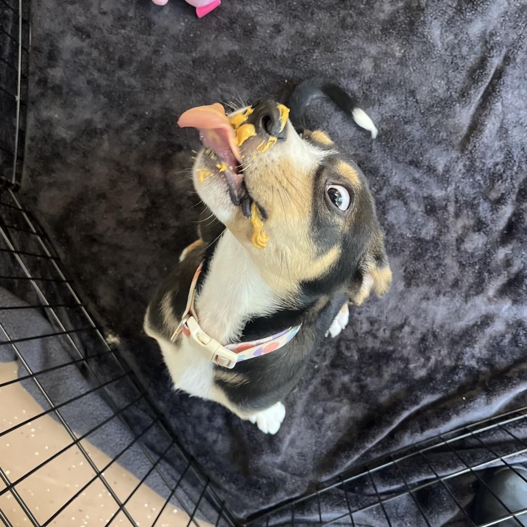 Ladybug, Adoptable, Puppy Female Coonhound.