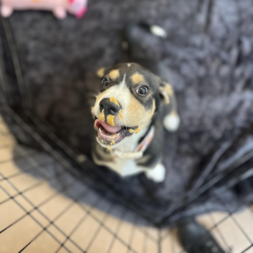 Ladybug, a Adoptable Coonhound in Belleville, IL image 2/6