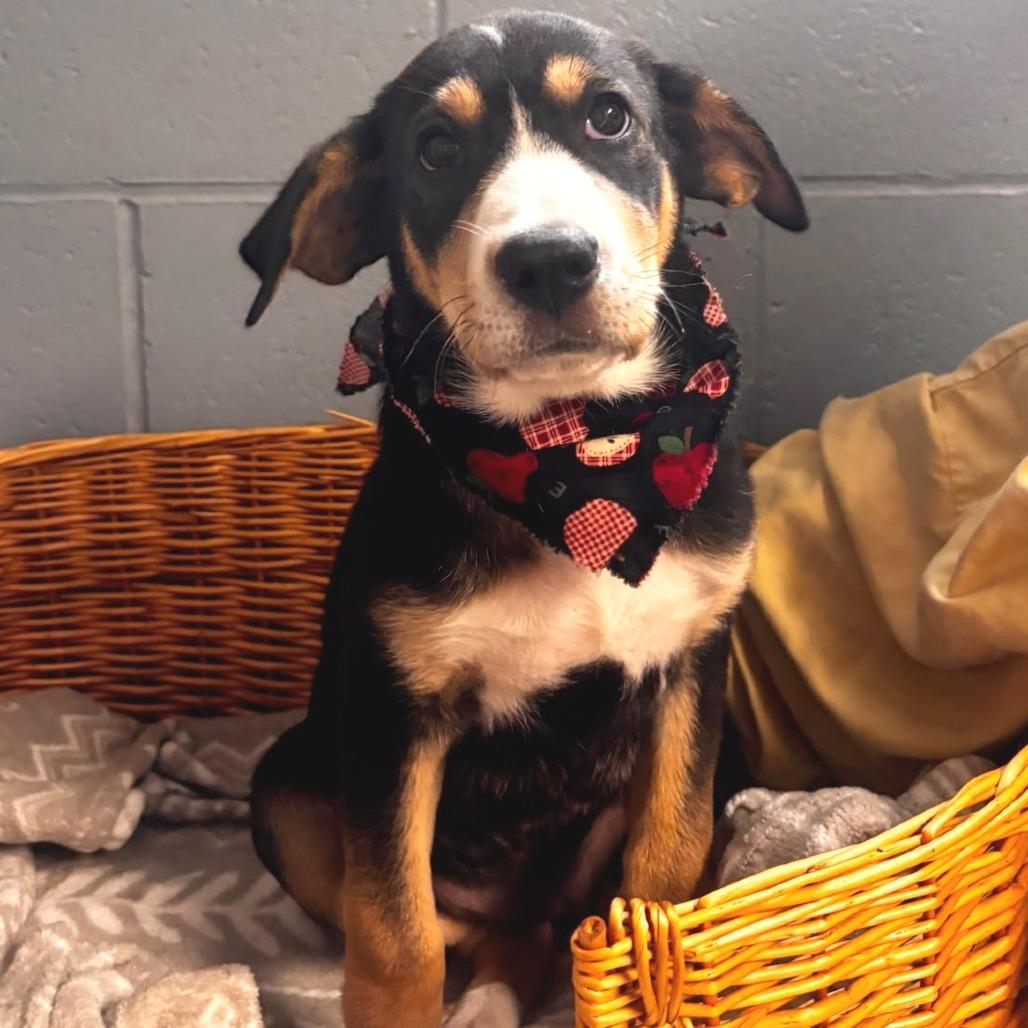 Ladybug, a Adoptable Coonhound in Belleville, IL image 5/6