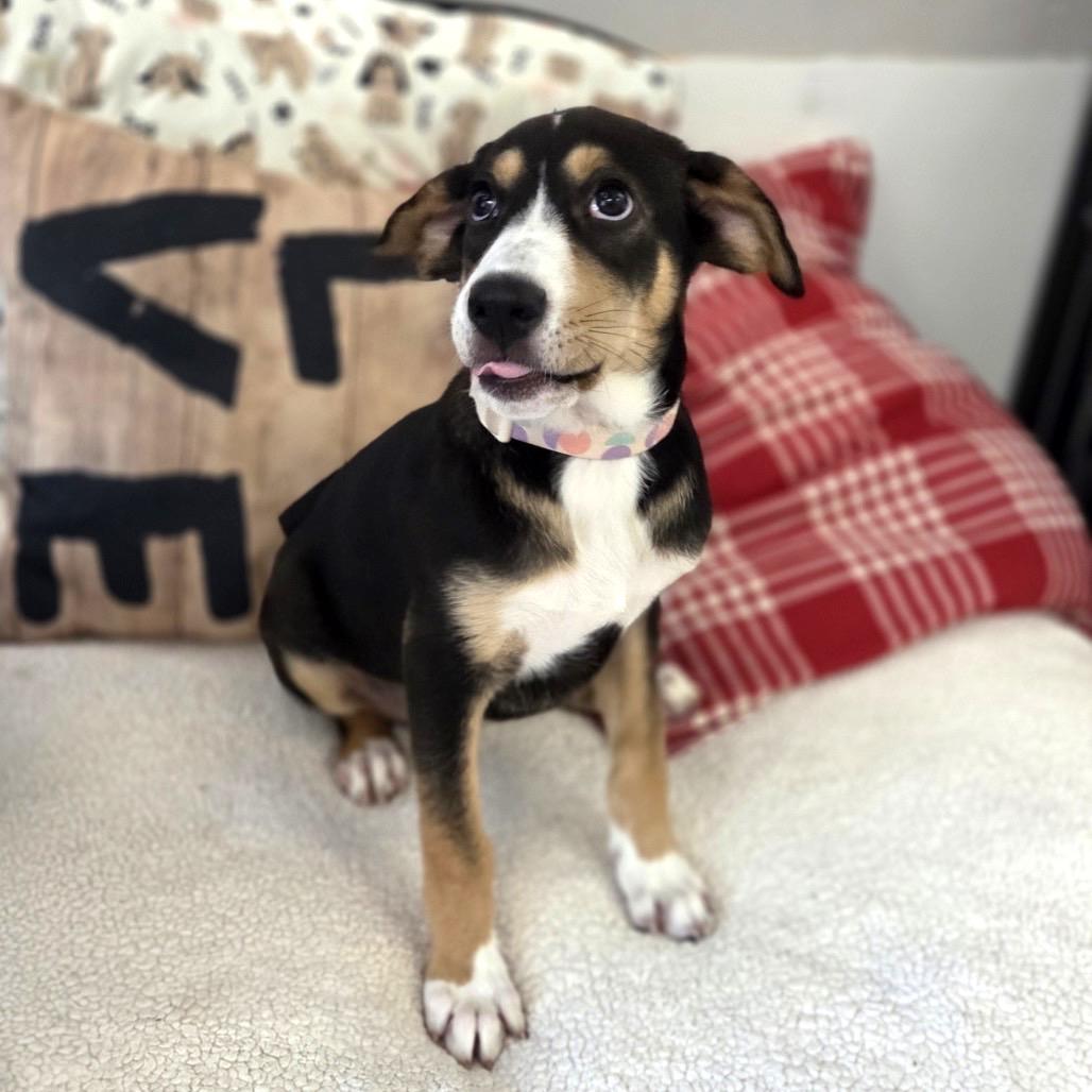 Ladybug, a Adoptable Coonhound in Belleville, IL image 6/6