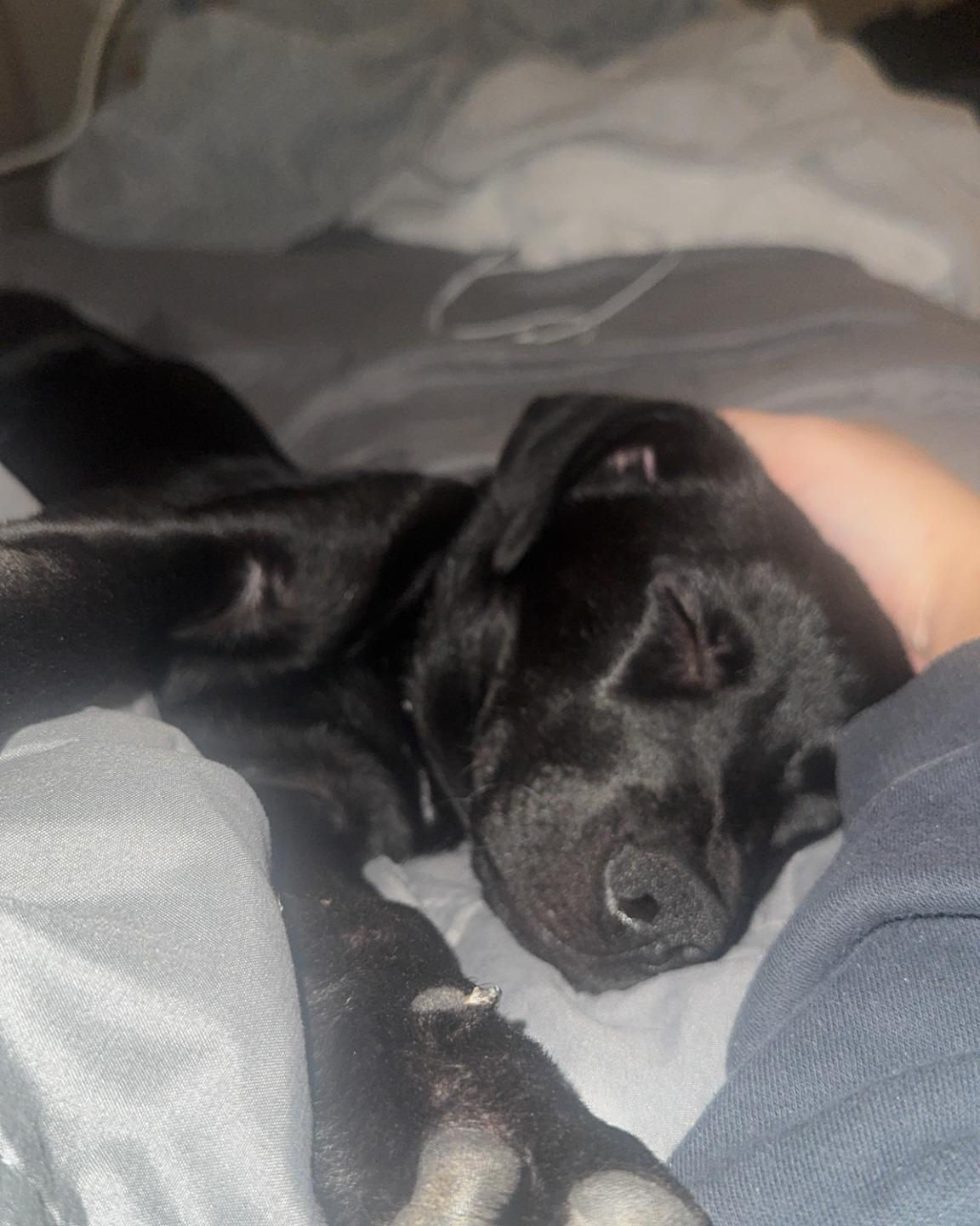 Remington, an adoptable mixed breed in Bryan, TX image 6/6