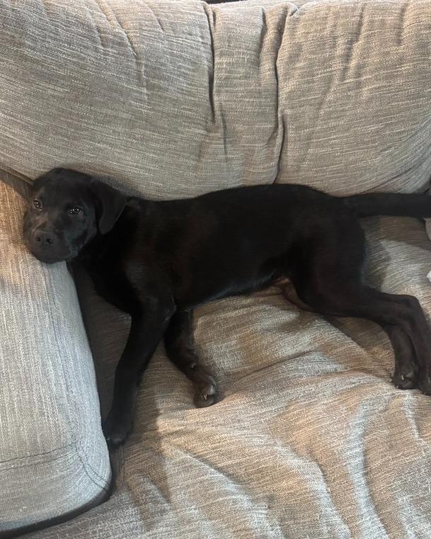 Remington, an adoptable mixed breed in Bryan, TX image 4/6