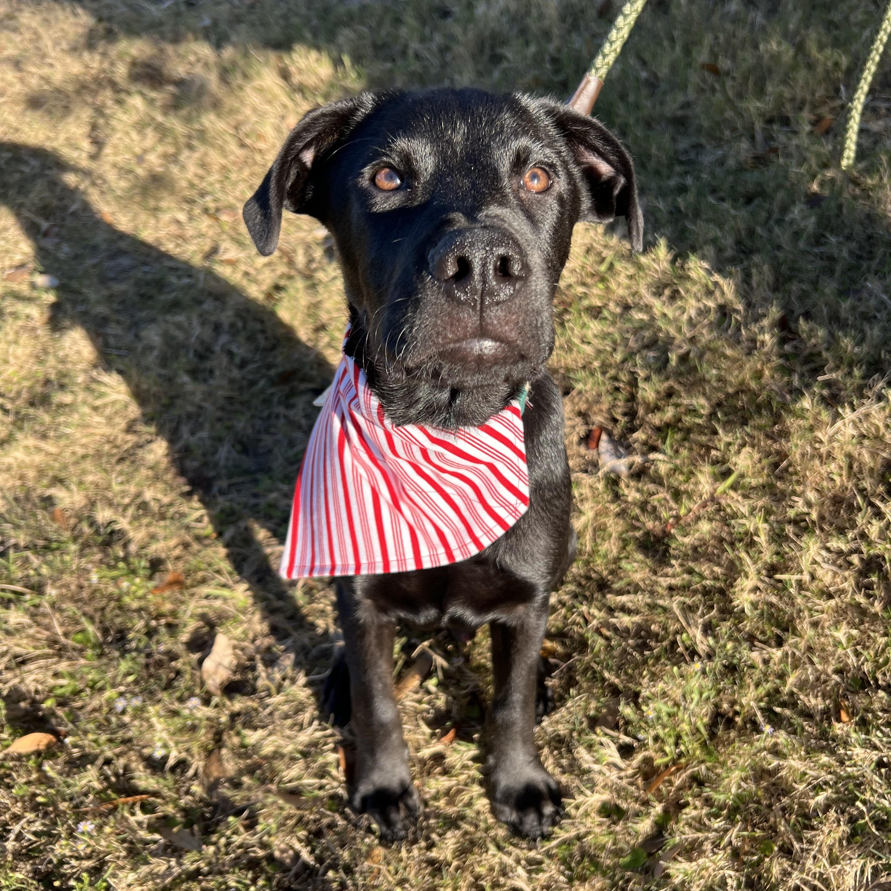Remington, adoptable, Young Male Black Labrador Retriever.