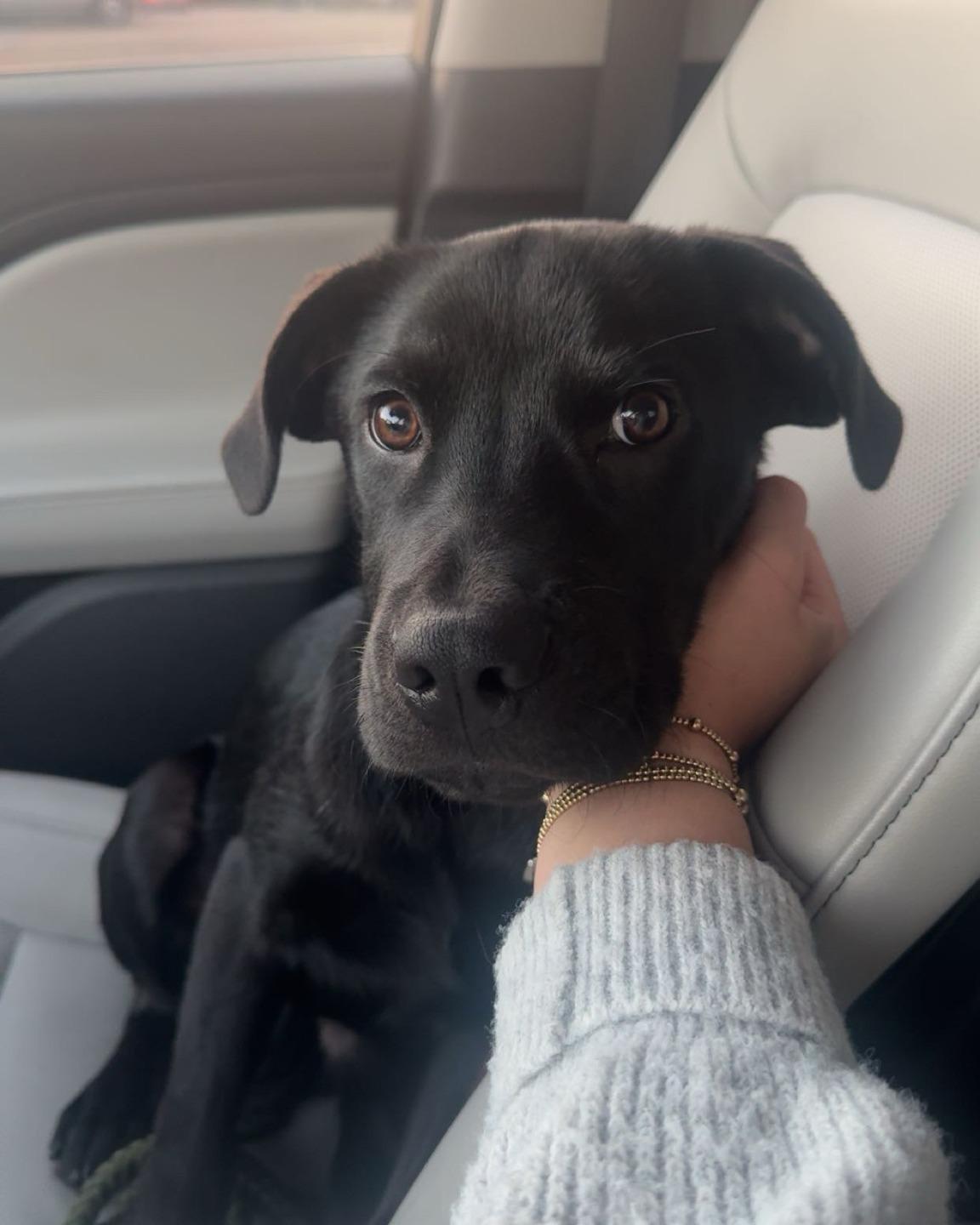 Remington, an adoptable mixed breed in Bryan, TX image 3/6