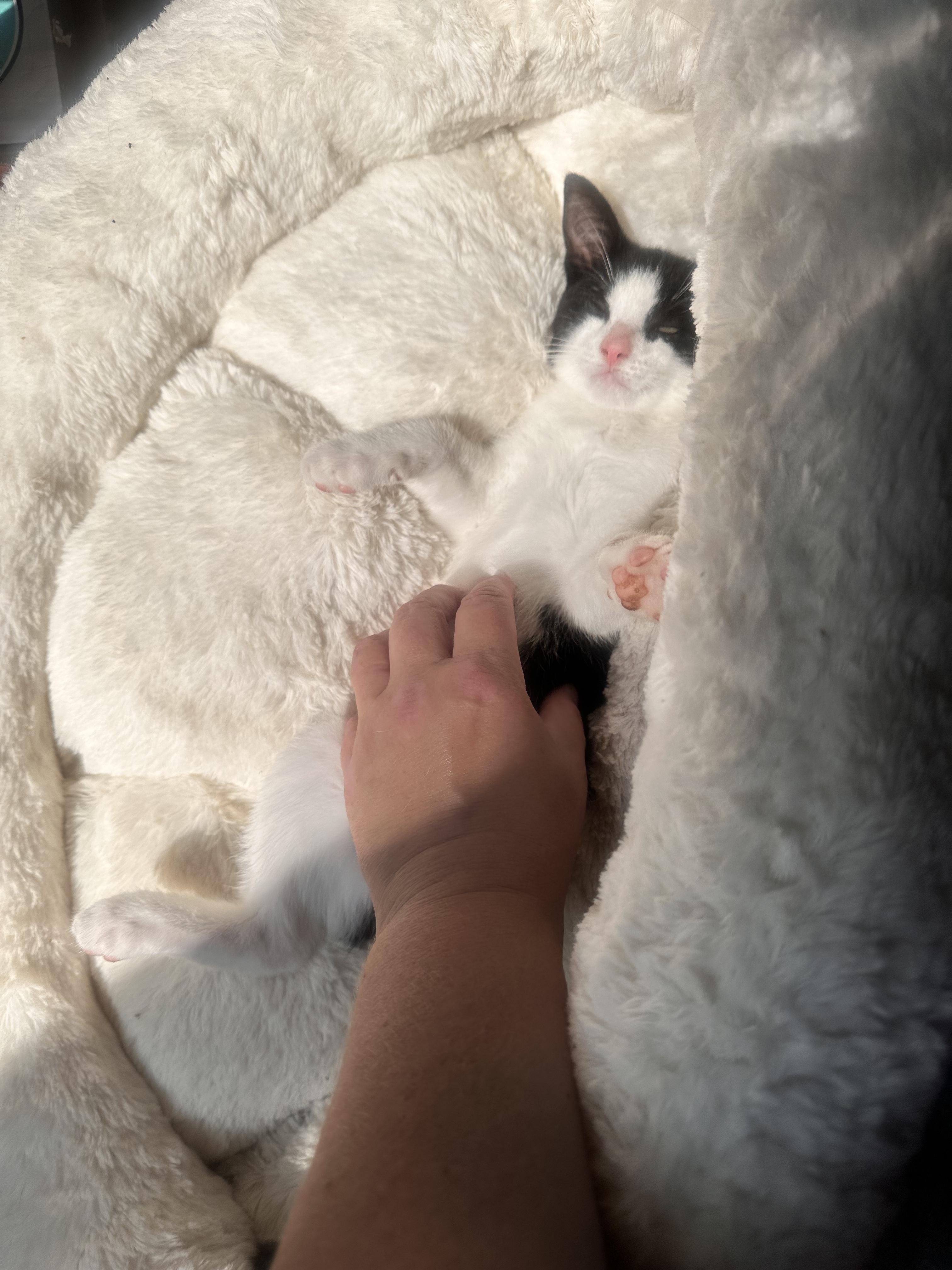 Squeaks, a ADOPTABLE Domestic Short Hair in Lincoln Park, NJ image 5/5
