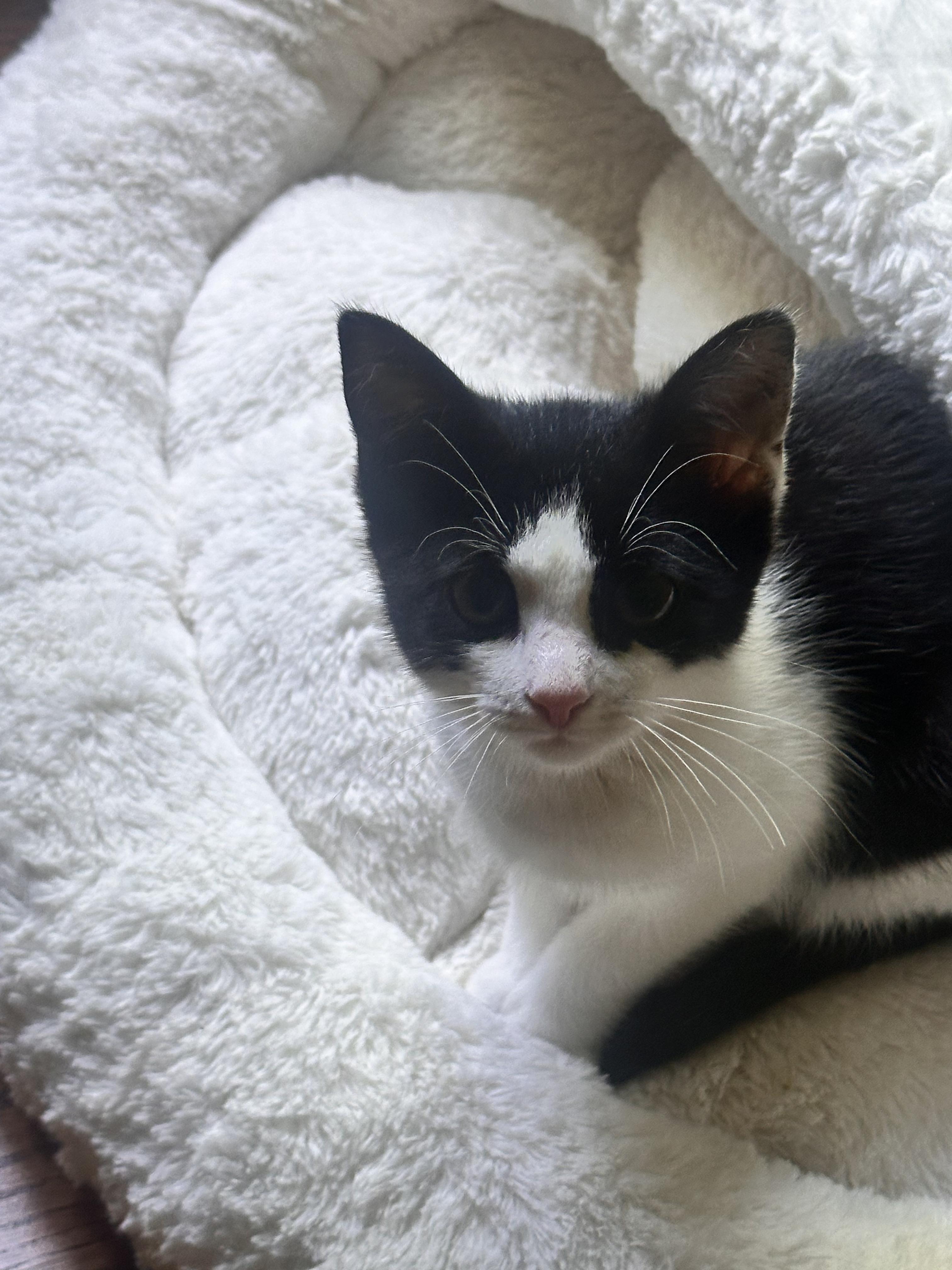 Squeaks, a ADOPTABLE Domestic Short Hair in Lincoln Park, NJ image 4/5